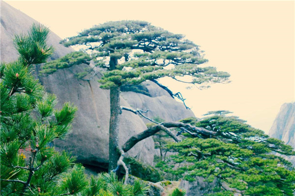 望黄鹤山/望黄鹤楼