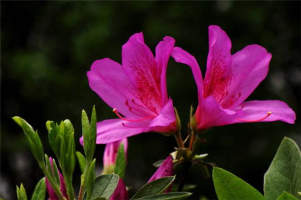宣城见杜鹃花/子规