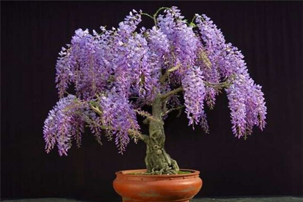 李白《紫藤树》