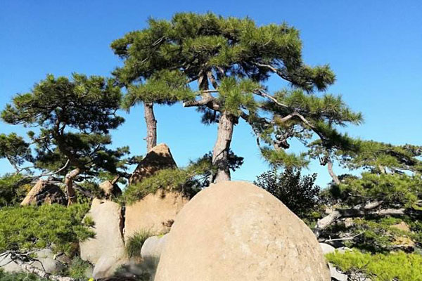 南陵五松山别荀七