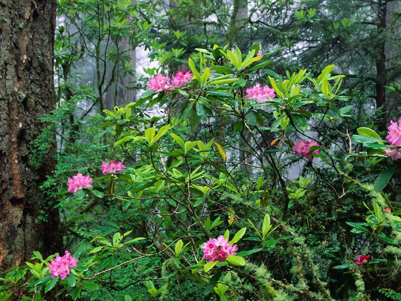 召南,诗经,草虫