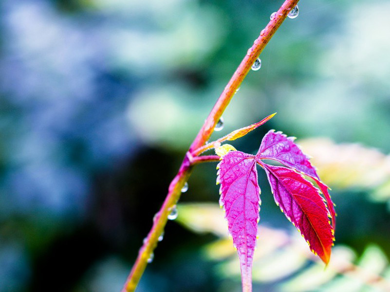 点绛,点绛唇,雨恨云愁