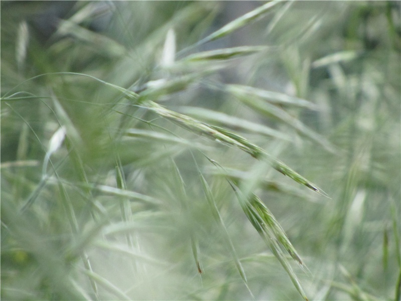 登飞,登飞来峰