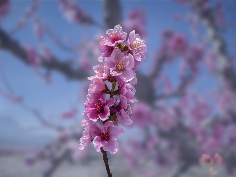 辛弃疾《水龙吟·甲辰岁寿韩南涧尚书》赏析-宋代关于抗金爱国的古诗