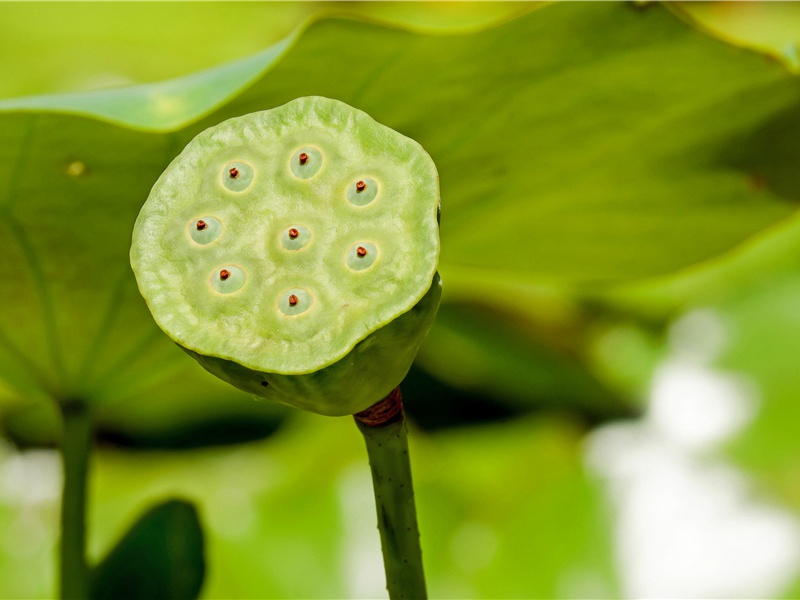 菩萨蛮（萧萧几叶风兼雨）原文赏析-纳兰性德诗词