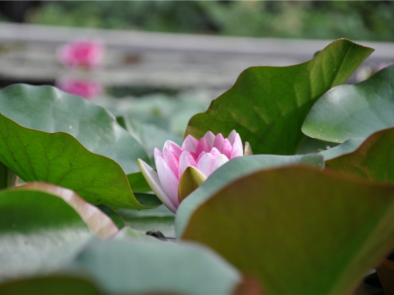 桃花春水渌,水上鸳鸯浴的意思出处赏析