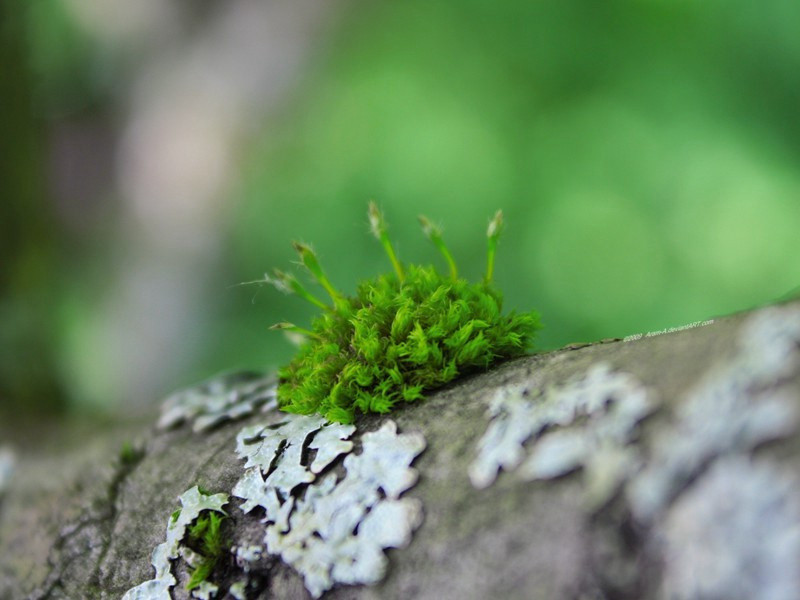 画鸡,画鸡