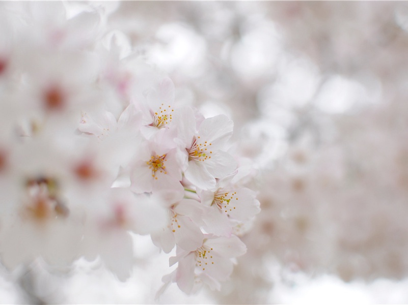 花犯,花犯,小石梅花