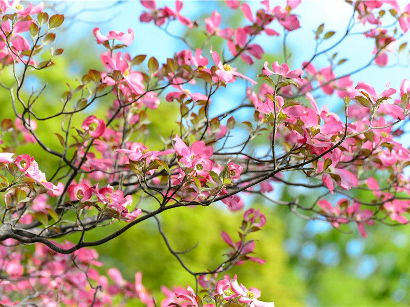 菊花,菊花