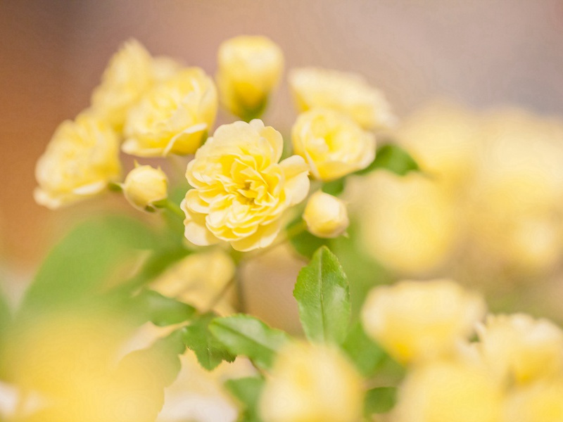满宫,满宫花,花正芳