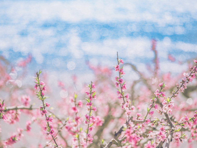 题菊,题菊花