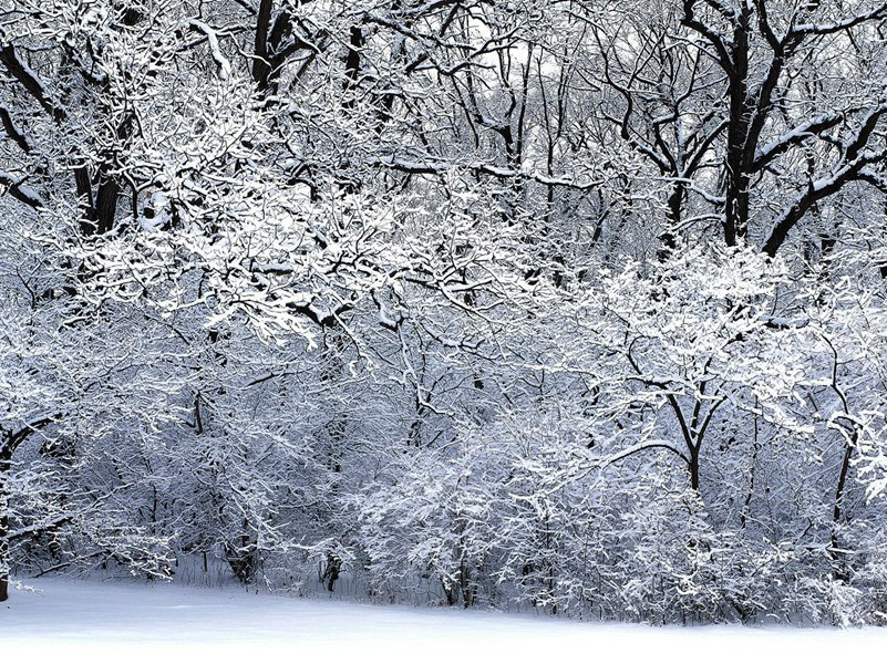 年年雪里.常插梅花醉的意思出处赏析