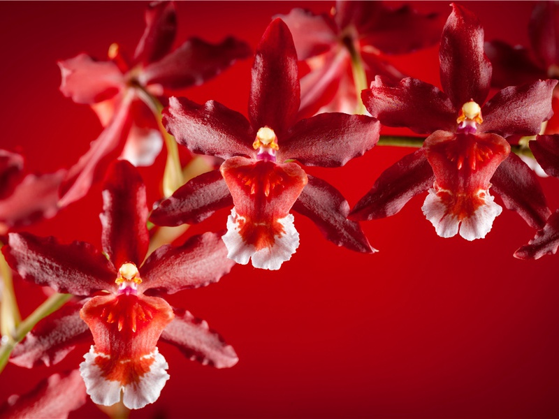 思古堂原文注释译文赏析-陈世卿诗词-宋诗全集