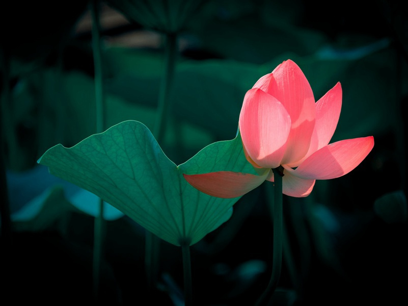 庚子至前二日韩德全李师民相继而至聊书一时之事原文注释译文赏析-晁说之诗词-宋诗全集