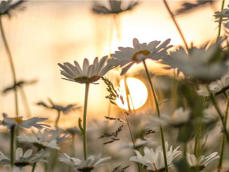 和黄子功壁间伯皋次公韵·其一原文注释译文赏析-韩淲诗词-宋诗全集