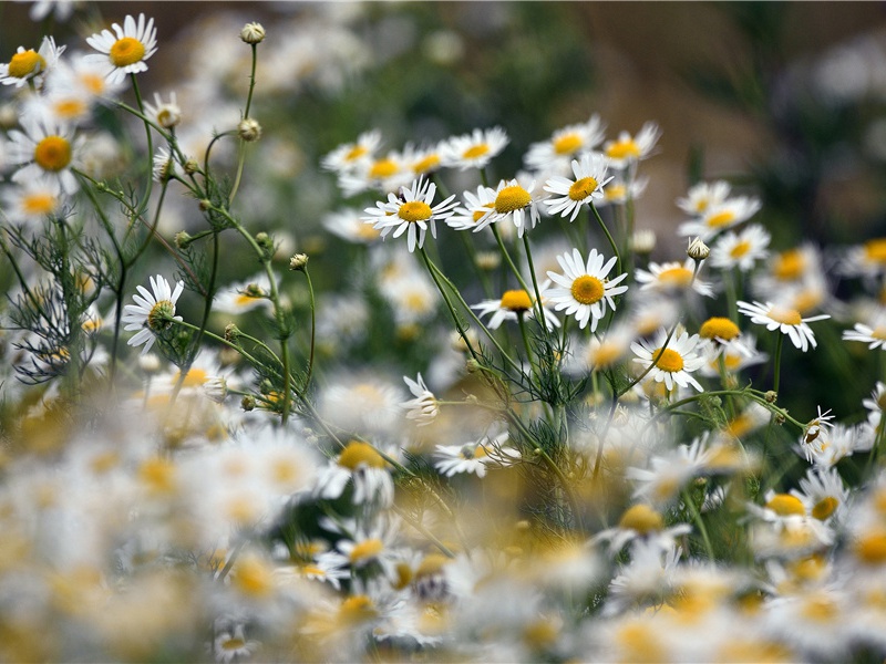 次韵方蒙仲高人亭·其七原文注释译文赏析-方岳诗词-宋诗全集