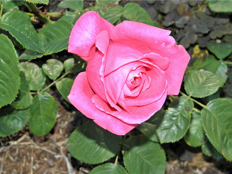 海棠原文注释译文赏析-程琳诗词-宋诗全集