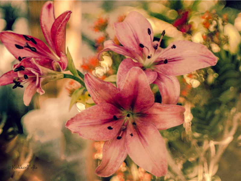 亲邻招集强往便归原文注释译文赏析-范成大诗词-宋诗全集