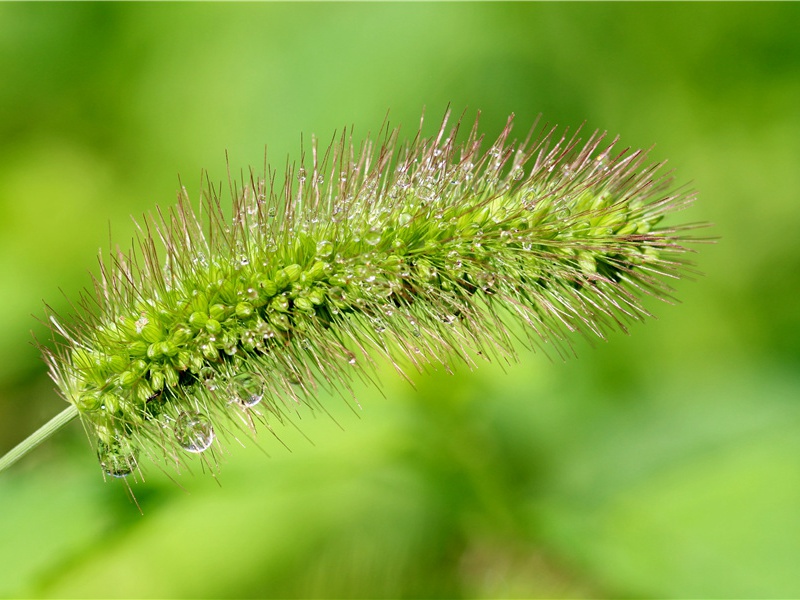赠天台老樊原文注释译文赏析-白玉蟾诗词-宋诗全集