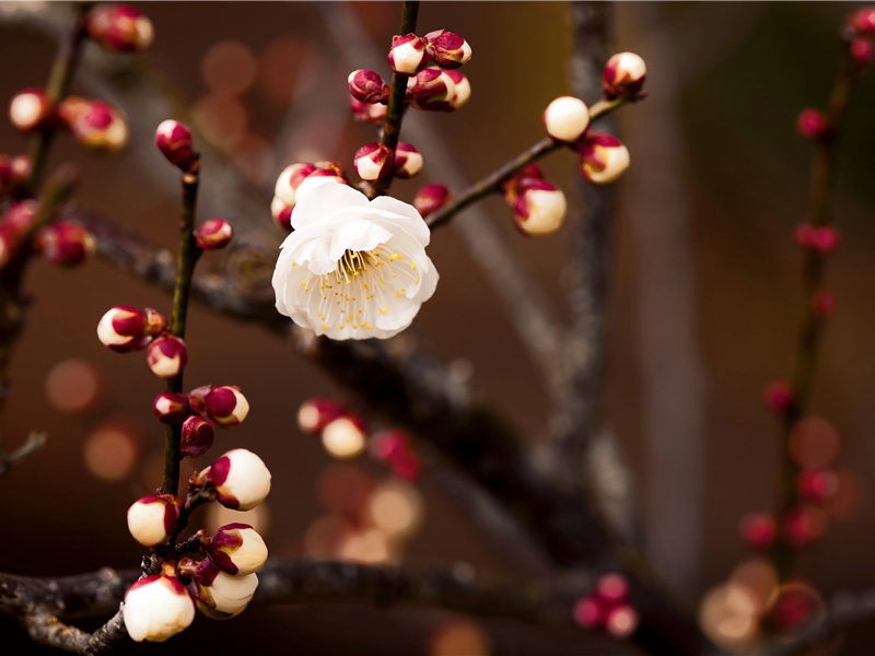 过苦竹岭二首·其一原文注释译文赏析-李纲诗词-宋诗全集