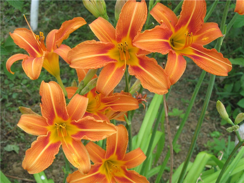 申前意和圆机绝句梅花·其二原文注释译文赏析-晁说之诗词-宋诗全集