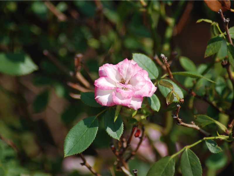 病中杂兴·其四原文注释译文赏析-高登诗词-宋诗全集