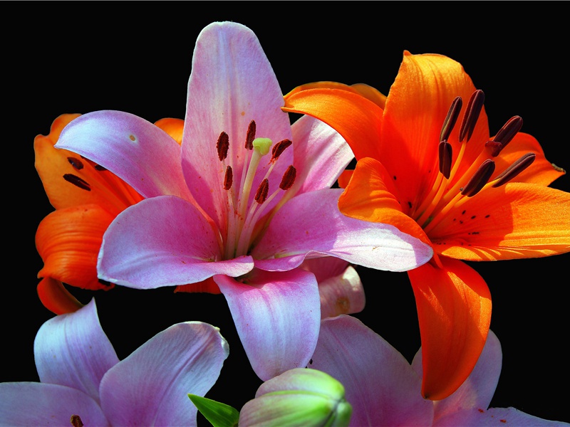 病中杂兴·其二原文注释译文赏析-高登诗词-宋诗全集