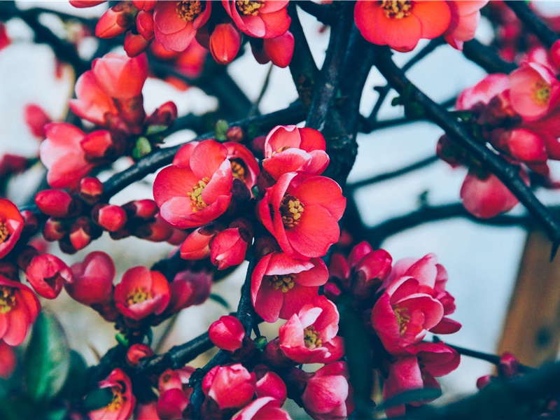 观柳源瀑布原文注释译文赏析-胡寅诗词-宋诗全集