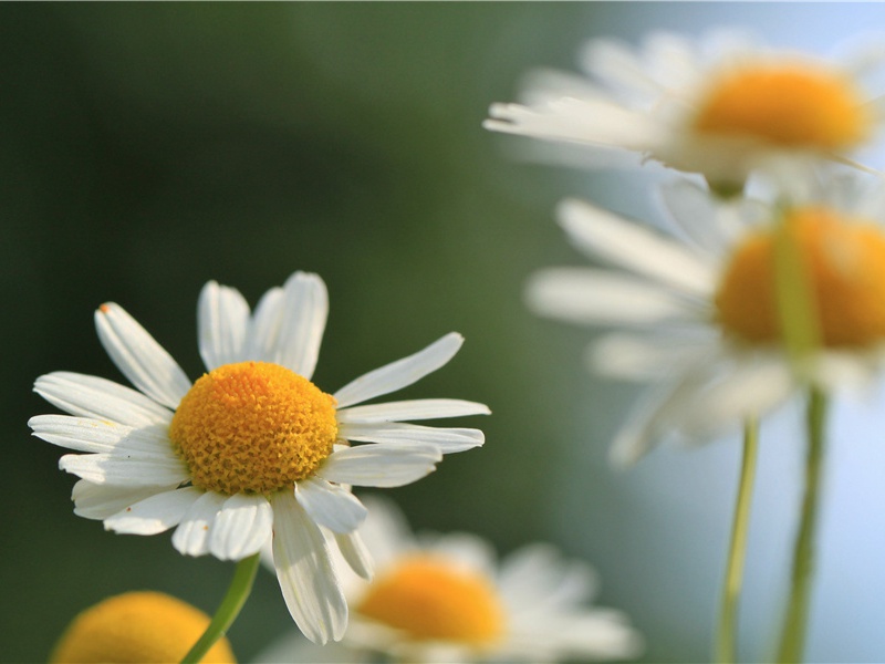 辛亥冬交石阻风三日原文注释译文赏析-程珌诗词-宋诗全集