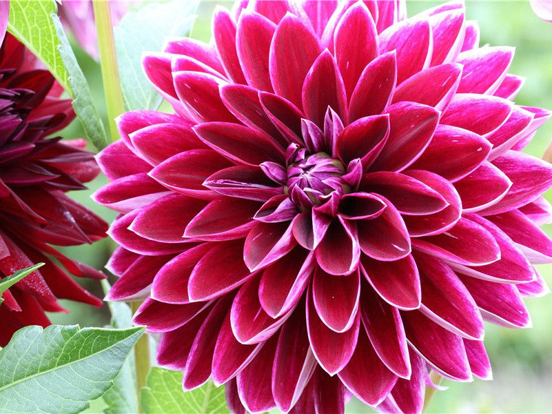 高宗郊前朝献景灵宫二十一首·圣祖位奉玉币用《灵安》。原文注释译文赏析-郊庙朝会歌辞诗词-宋诗全集