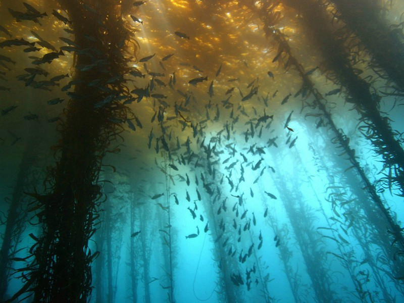 上乔右司原文注释译文赏析-戴复古诗词-宋诗全集