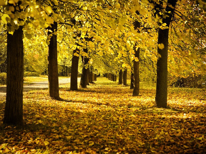 梅花原文注释译文赏析-刘文晦诗词-宋诗全集