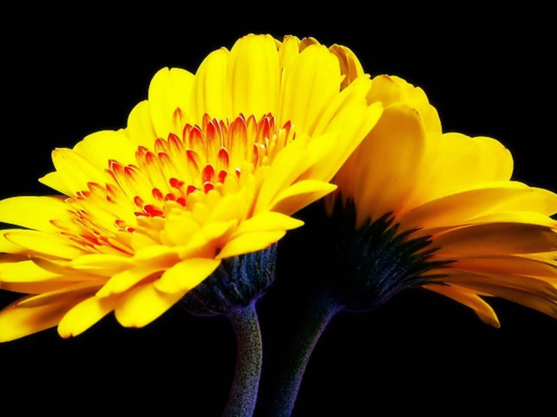 浙江潮原文注释译文赏析-陈杰诗词-宋诗全集