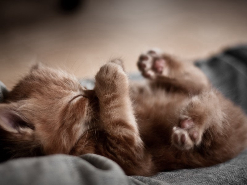 提葫芦行原文注释译文赏析-毕仲游诗词-宋诗全集