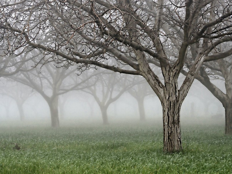 观傩原文注释译文赏析-李弥逊诗词-宋诗全集