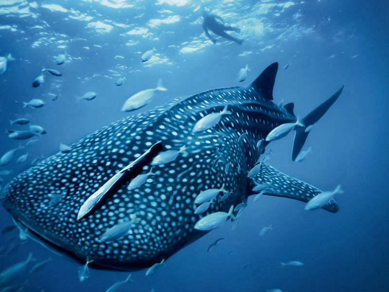 移居转运宇别小栏花木原文注释译文赏析-蔡襄诗词-宋诗全集