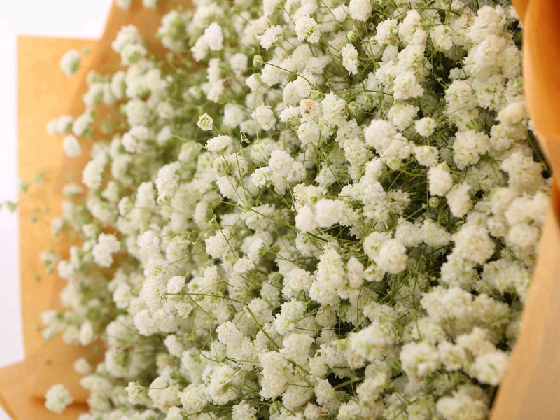 白云庄四首·嬾归阁原文注释译文赏析-柴望诗词-宋诗全集