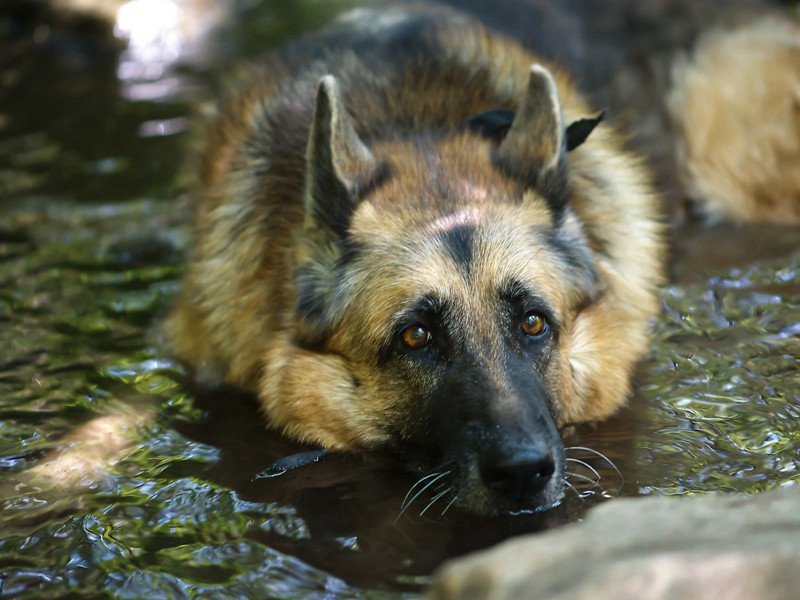 留客原文注释译文赏析-艾性夫诗词-宋诗全集