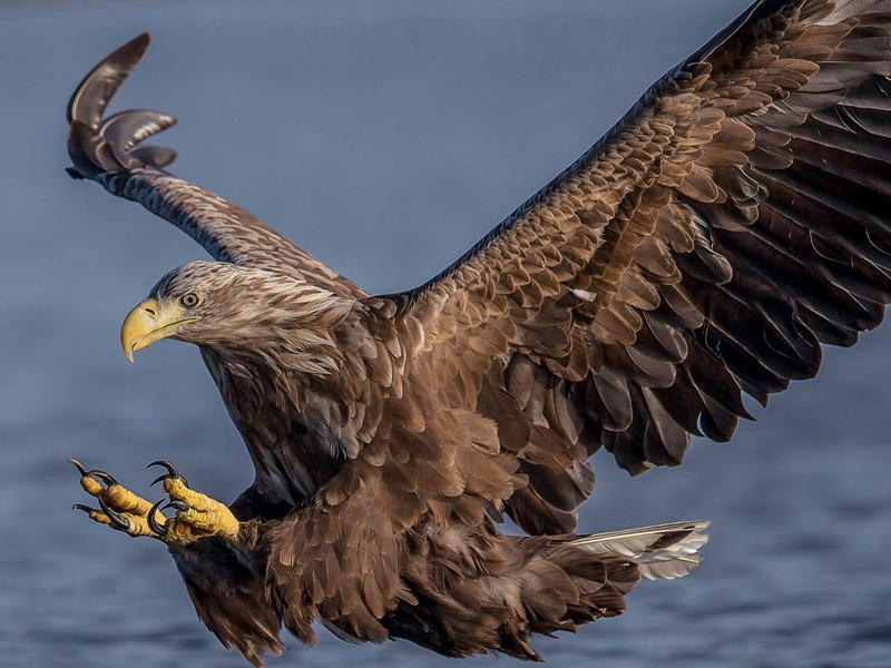 闲吟原文注释译文赏析-姜特立诗词-宋诗全集