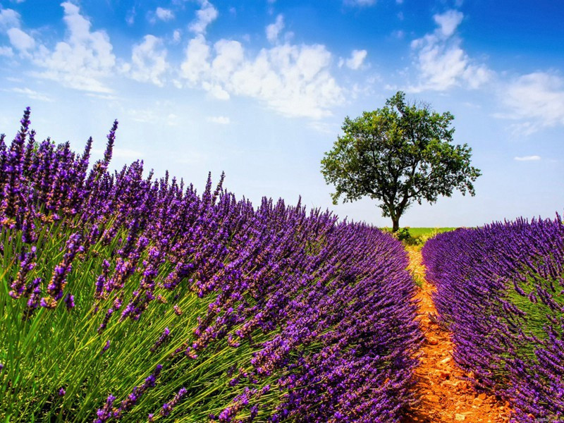 偶题三首·其一原文注释译文赏析-蔡沈诗词-宋诗全集