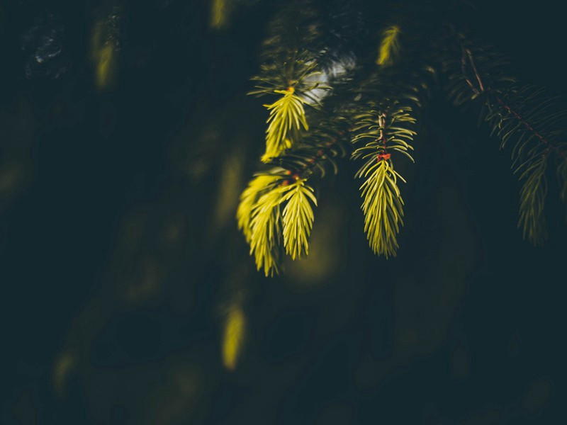 从政和韵来谢复就答之·其一原文注释译文赏析-陈深诗词-宋诗全集