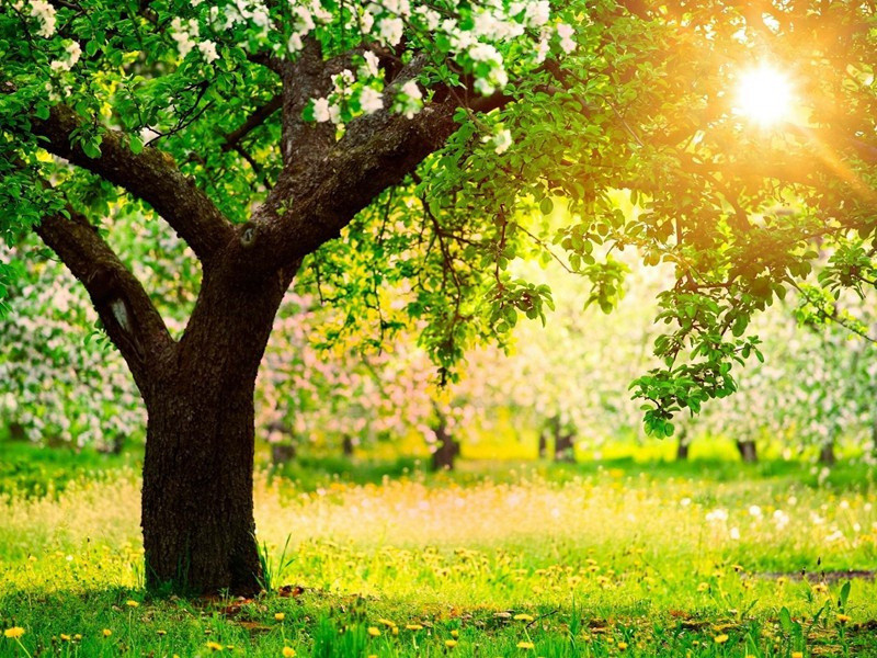 归来·其二原文注释译文赏析-黎廷瑞诗词-宋诗全集