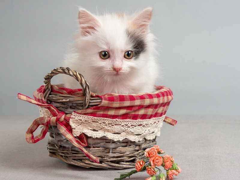 次韵前人似前人原文注释译文赏析-陈着诗词-宋诗全集