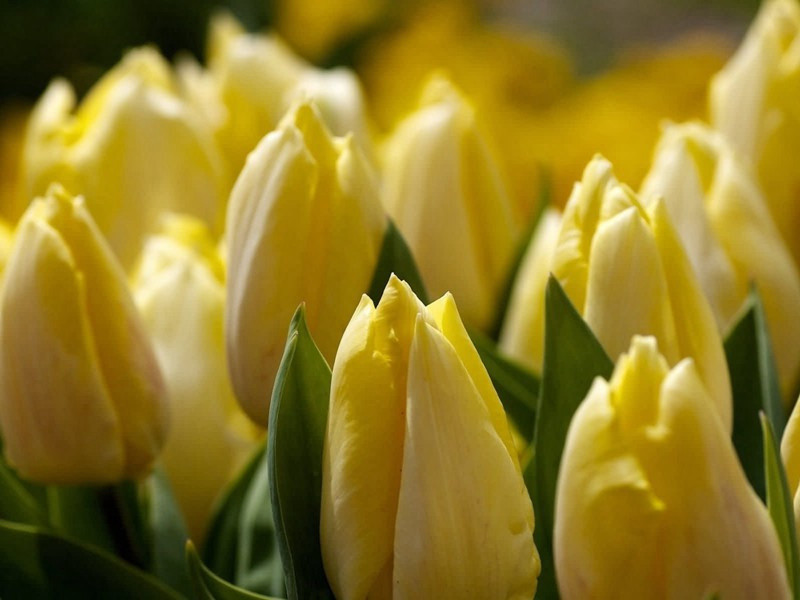 戏和舍弟船场探春二首·其一原文注释译文赏析-黄庭坚诗词-宋诗全集