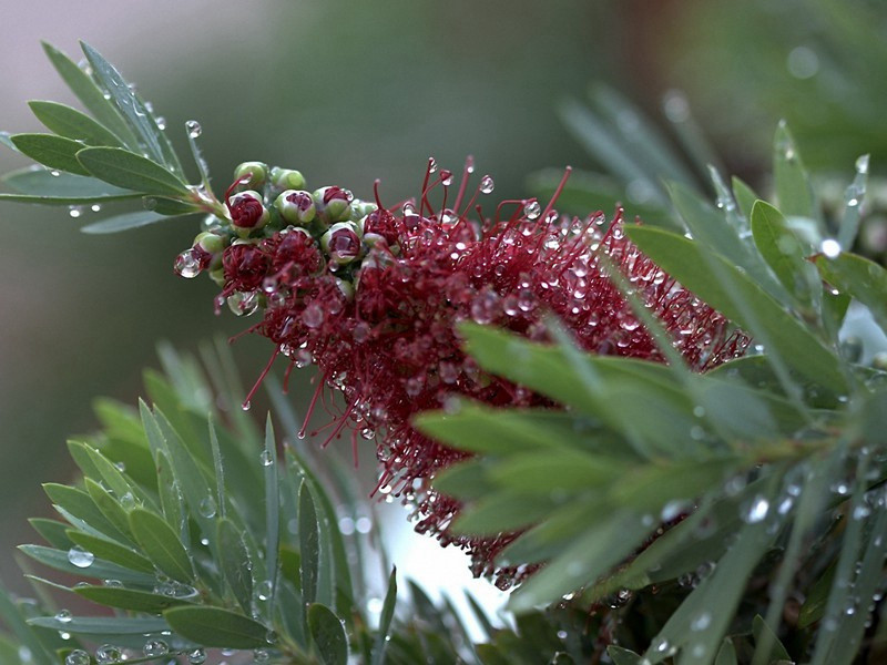乡人为予再赏凤花求赋原文注释译文赏析-陈着诗词-宋诗全集
