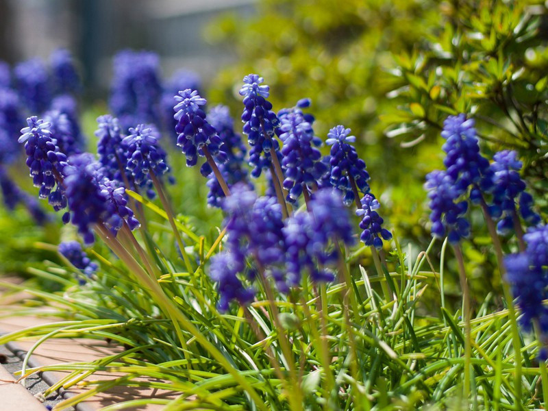 湖居杂兴八首·其二原文注释译文赏析-白珽诗词-宋诗全集