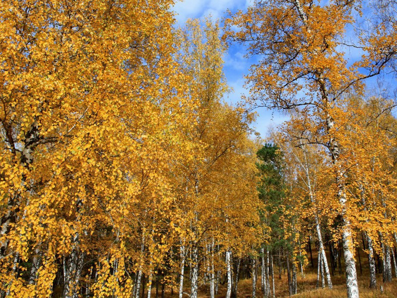 六月十三日寿陈子徽太博十首以无官一身轻有子万事足为韵·其一○原文注释译文赏析-戴表元诗词-宋诗全集