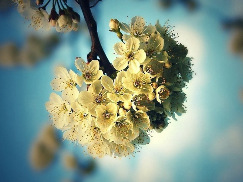 次韵君玉春日原文注释译文赏析-戴复古诗词-宋诗全集