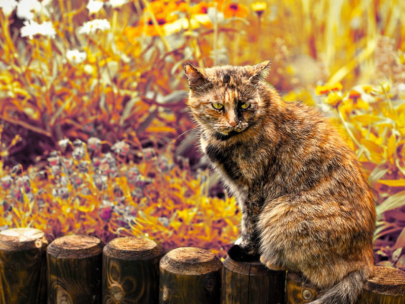 龙游道中得家信原文注释译文赏析-曹彦约诗词-宋诗全集