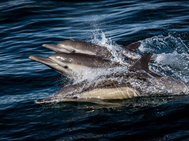 题吴山长文英野舟五首·其三原文注释译文赏析-方回诗词-宋诗全集
